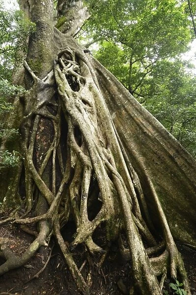 Buttress roots of the Stranger Fig -Ficus subgenus Urostigma- in the Rincon de La Vieja National Park, Guanacaste, Costa Rica, Central America