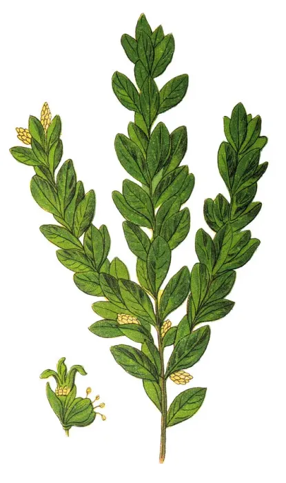 Framed Print : Buxus sempervirens, the common box, European box, or boxwood Framed Print : Buxus sempervirens, the common box, European box, or boxwood