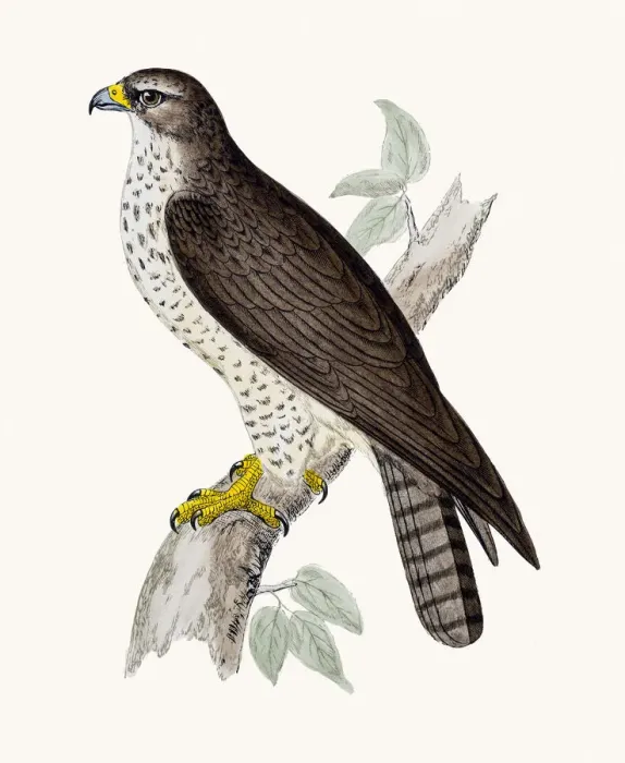 Framed Print : Buzzard. A photograph of an original hand-colored engraving Framed Print : Buzzard. A photograph of an original hand-colored engraving
