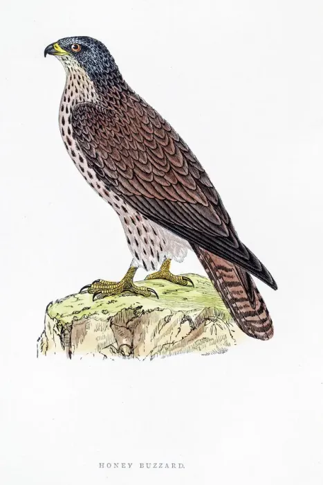 Framed Print : Buzzard bird 19 century illustration