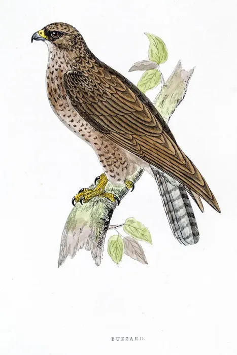Framed Print : Buzzard bird 19 century illustration