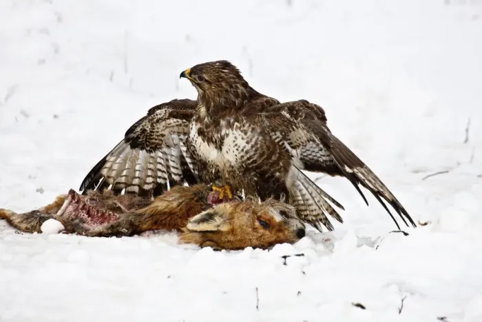 Framed Print : Buzzard -Buteo buteo- with a dead fox, near Lake Federsee, Baden-Wuerttemberg, Germany, Europe Framed Print : Buzzard -Buteo buteo- with a dead fox, near Lake Federsee, Baden-Wuerttemberg, Germany, Europe
