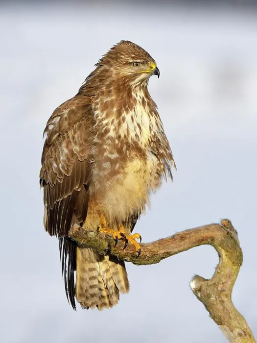 Framed Print : Buzzard (Buteo buteo), perched on a branch in a snow-covered landscape, Swabian Alb Biosphere Reserve, Baden-Wuerttemberg, Germany Framed Print : Buzzard (Buteo buteo), perched on a branch in a snow-covered landscape, Swabian Alb Biosphere Reserve, Baden-Wuerttemberg, Germany