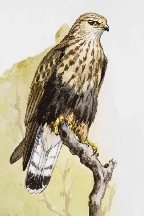 Framed Print : Buzzard (Buteo buteo), perching on a branch