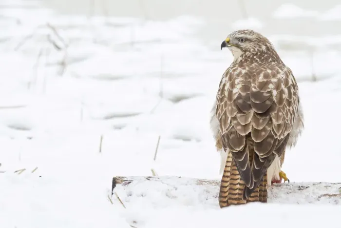 Framed Print : Buzzard -Buteo buteo- in the snow, Hesse, Germany Framed Print : Buzzard -Buteo buteo- in the snow, Hesse, Germany