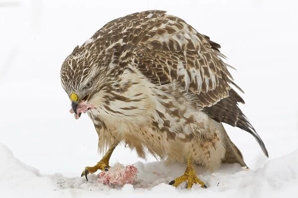 Buzzard -Buteo buteo- in the snow with prey, Hesse, Germany