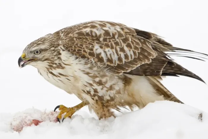 Framed Print : Buzzard -Buteo buteo- in the snow with prey, Hesse, Germany Framed Print : Buzzard -Buteo buteo- in the snow with prey, Hesse, Germany