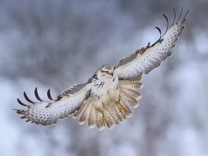 Framed Print : Buzzard (Buteo buteo), white morph, landing approach, light snow flurries, Biosphere Reserve Swabian-Alb, Baden-Wuerttemberg, Germany Framed Print : Buzzard (Buteo buteo), white morph, landing approach, light snow flurries, Biosphere Reserve Swabian-Alb, Baden-Wuerttemberg, Germany