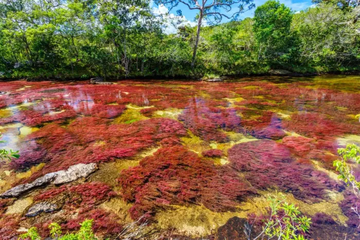 Framed Print : CaAno Cristales, River of Five Colors Framed Print : CaAno Cristales, River of Five Colors