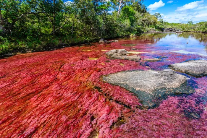 Framed Print : CaAno Cristales, River of Five Colors Framed Print : CaAno Cristales, River of Five Colors