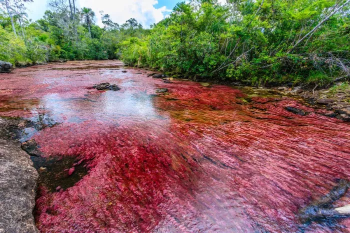 Framed Print : CaAno Cristales, River of Five Colors Framed Print : CaAno Cristales, River of Five Colors
