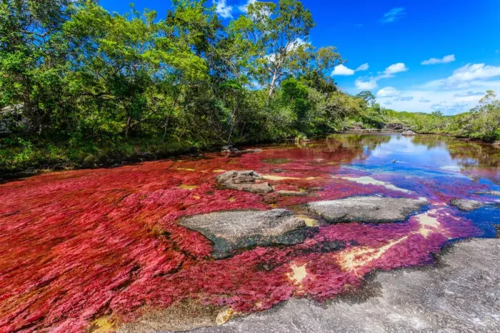 Framed Print : CaAno Cristales, River of Five Colors Framed Print : CaAno Cristales, River of Five Colors