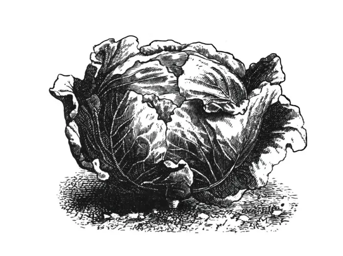 Framed Print : Cabbage. Engraved illustration of cabbage Framed Print : Cabbage. Engraved illustration of cabbage