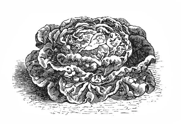 Cabbage. Illustration of a Cabbage