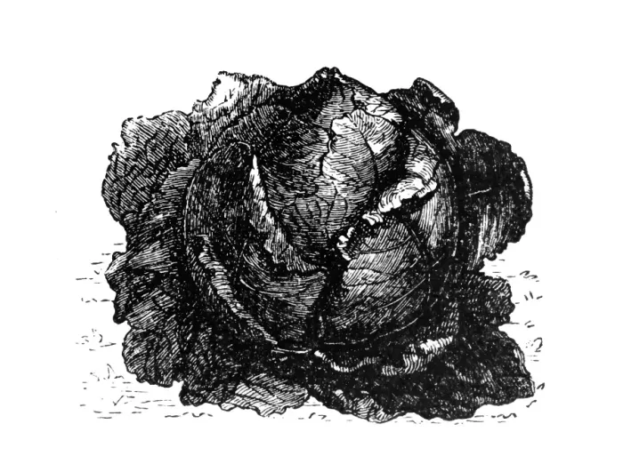 Framed Print : Cabbage. Illustration engraving of a Cabbage Framed Print : Cabbage. Illustration engraving of a Cabbage