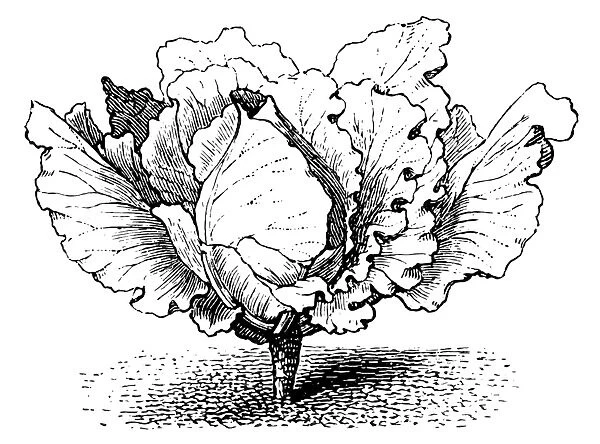 Cabbage. Antique illustration of a Cabbage