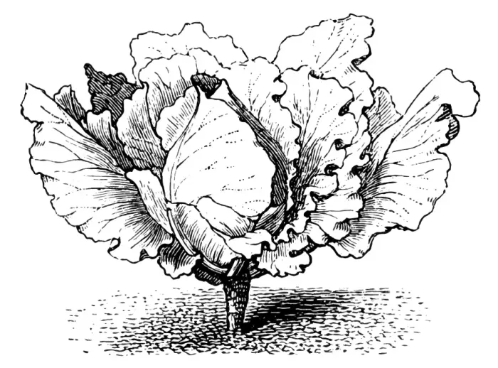 Framed Print : Cabbage. Antique illustration of a Cabbage Framed Print : Cabbage. Antique illustration of a Cabbage