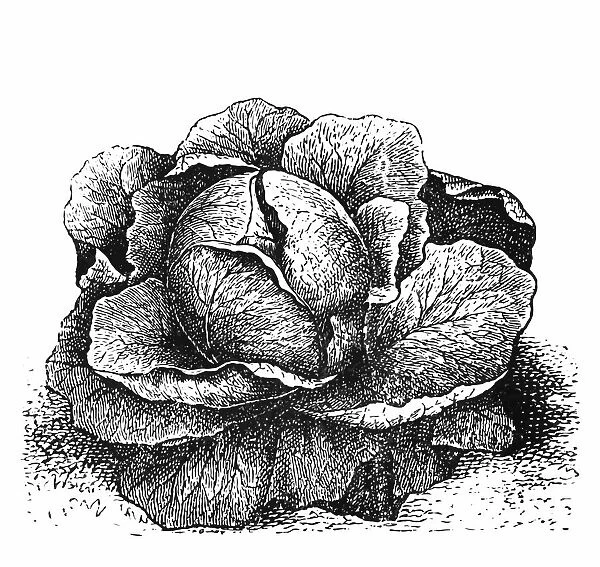 Cabbage. Engraved illustration of cabbage