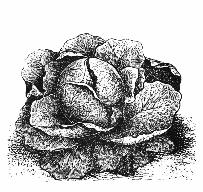 Framed Print : Cabbage. Engraved illustration of cabbage Framed Print : Cabbage. Engraved illustration of cabbage