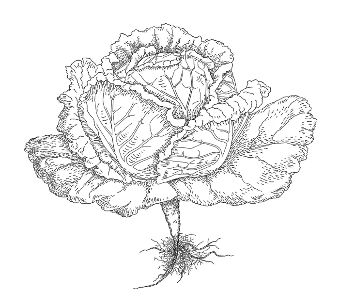 Framed Print : Cabbage. Dorling Kindersley Prints Framed Print : Cabbage. Dorling Kindersley Prints