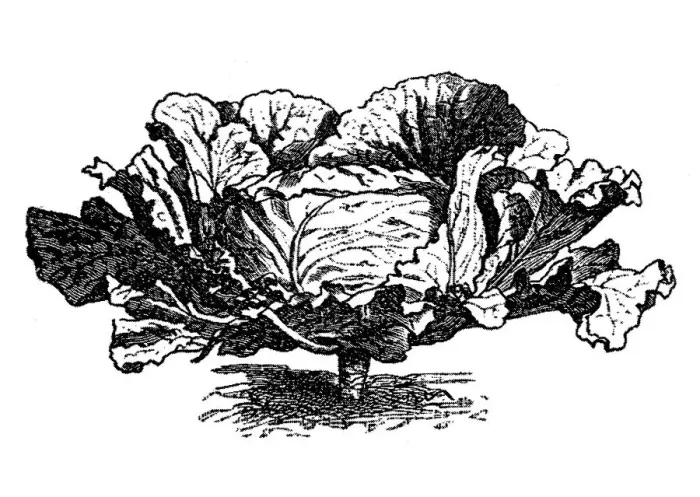 Framed Print : Cabbage (Brassica oleracea capitata)