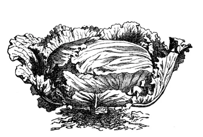 Framed Print : Cabbage (Brassica oleracea capitata) Framed Print : Cabbage (Brassica oleracea capitata)