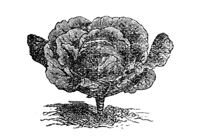 Framed Print : Cabbage (Brassica oleracea capitata) Framed Print : Cabbage (Brassica oleracea capitata)