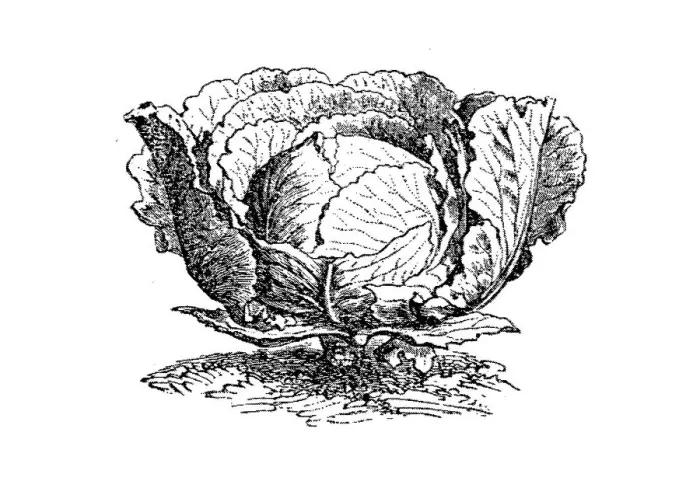 Framed Print : Cabbage (Brassica oleracea capitata) Framed Print : Cabbage (Brassica oleracea capitata)