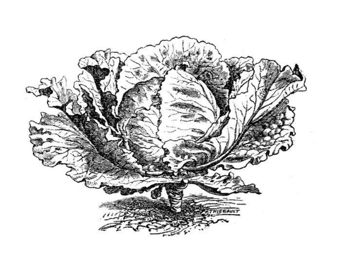 Framed Print : Cabbage (Brassica oleracea capitata) Framed Print : Cabbage (Brassica oleracea capitata)