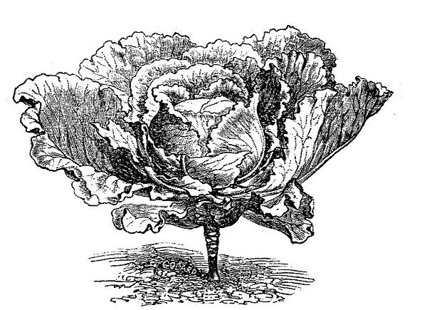 Cabbage (Brassica oleracea capitata)