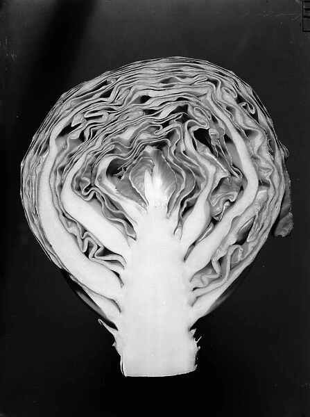 Cabbage Cross-Section