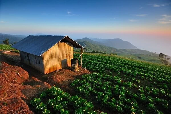 Cabbage farm in Phu Tub Bek, Phetchabun Thailand