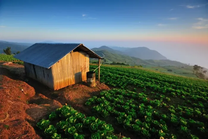 Framed Print : Cabbage farm in Phu Tub Bek, Phetchabun Thailand Framed Print : Cabbage farm in Phu Tub Bek, Phetchabun Thailand