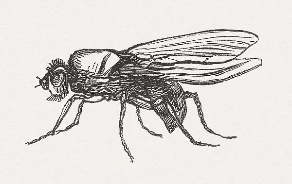Cabbage fly (Delia radicum, female), wood engraving, published in 1882
