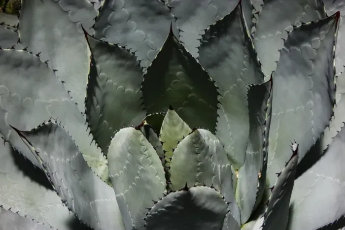 Framed Print : Cabbage Head Agave -Agave parrasana-, native to Mexico