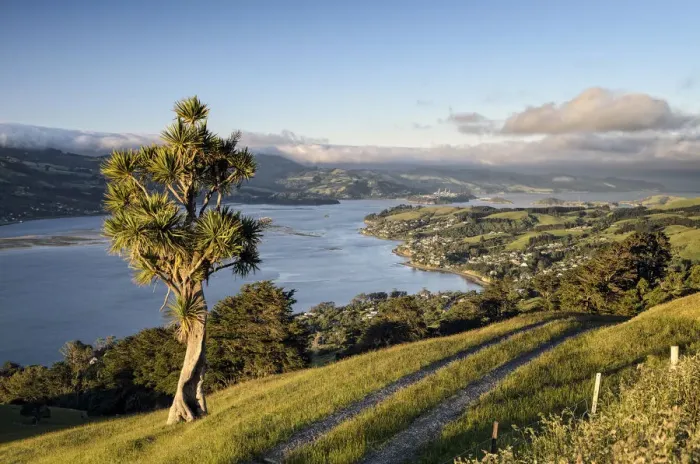 Framed Print : Cabbage tree -Cordyline australis- next to a farm road on grassland, view of the bay of Dunedin, city of Dunedin and Port Chalmers, Otago Peninsula, South Island, New Zealand, Oceania Framed Print : Cabbage tree -Cordyline australis- next to a farm road on grassland, view of the bay of Dunedin, city of Dunedin and Port Chalmers, Otago Peninsula, South Island, New Zealand, Oceania