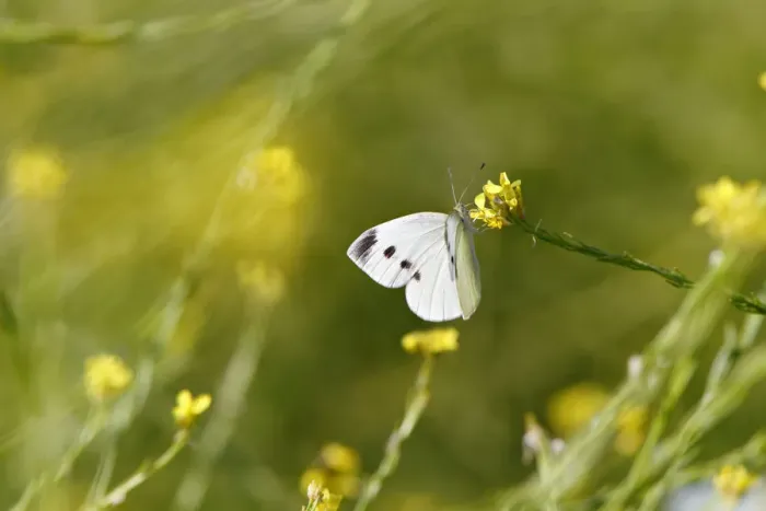 Framed Print : Cabbage white butterfly on yellow flower Framed Print : Cabbage white butterfly on yellow flower