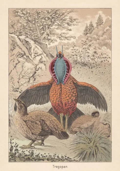 Framed Print : Cabots tragopan (Tragopan caboti), pheasant species, hand-colored lithograph, published 1891 Framed Print : Cabots tragopan (Tragopan caboti), pheasant species, hand-colored lithograph, published 1891