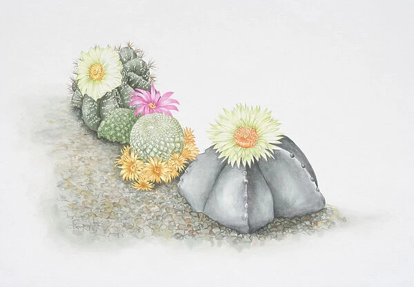 Cactaceae, colourful flowering cacti growing on rock surface