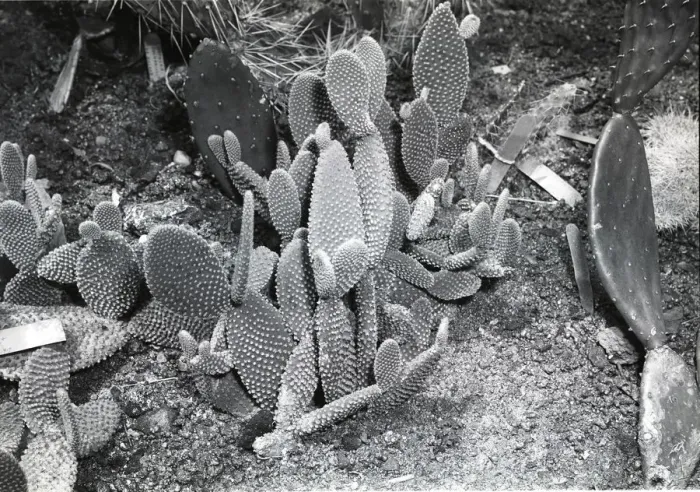 Framed Print : Cacti Framed Print : Cacti