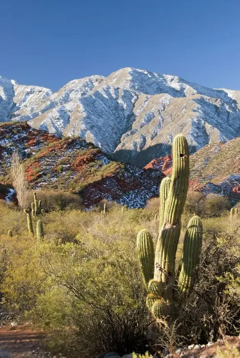 Framed Print : cacti in the andes