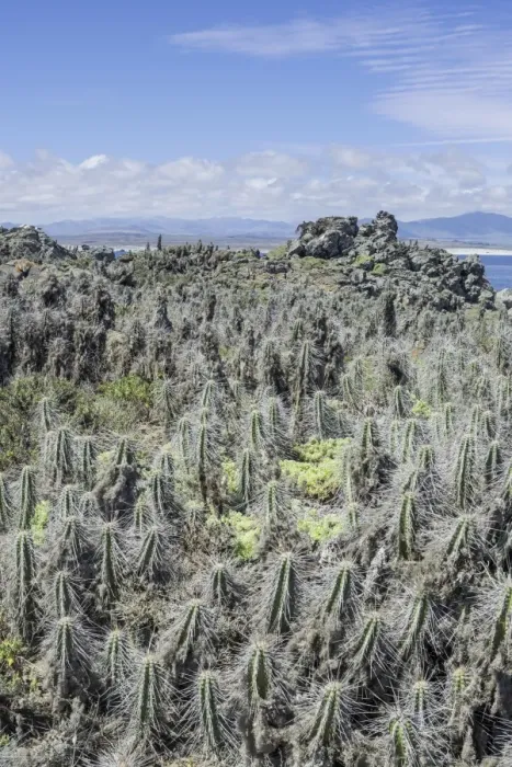 Framed Print : Cacti covered in lichen on Damas Island, Coquimbo Region, Chile Framed Print : Cacti covered in lichen on Damas Island, Coquimbo Region, Chile