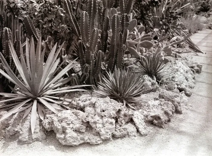 Framed Print : Cacti in garden Framed Print : Cacti in garden