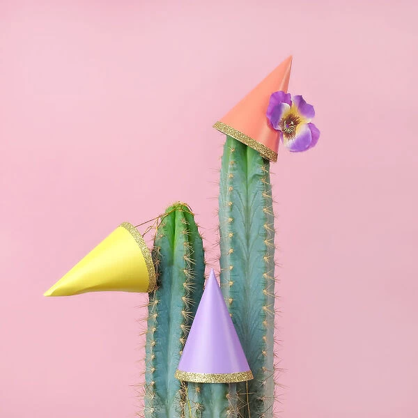 Cacti with paper party hats