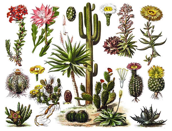 Cactus. Illustration of a Cactus engraving