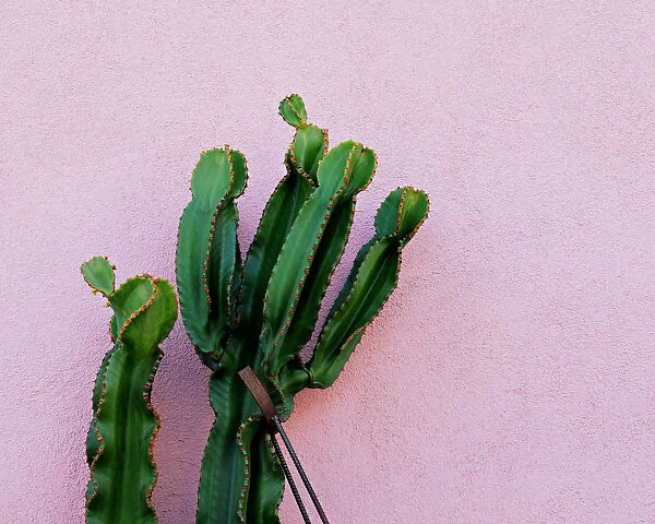 Cactus. cactus outdoors against a pink stucco wall