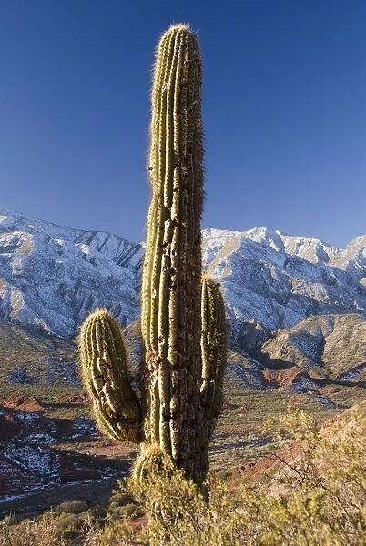 cactus in the andes