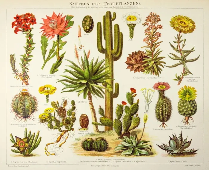 Framed Print : Cactus engraving 1895 Framed Print : Cactus engraving 1895