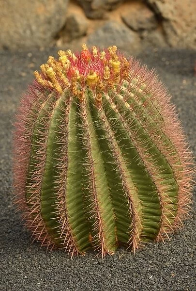 Cactus Ferocactus stainesii var. pilosus -Ferocactus stainesii var. pilosus-