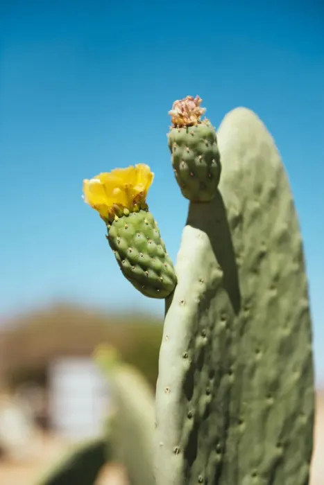 Framed Print : Cactus with flower and blue sky Framed Print : Cactus with flower and blue sky